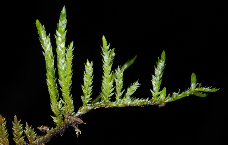 Callicladium haldanianum